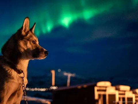 Convidados a fazer festas aos huskies do Alasca no acampamento de aurora boreal de Tromso