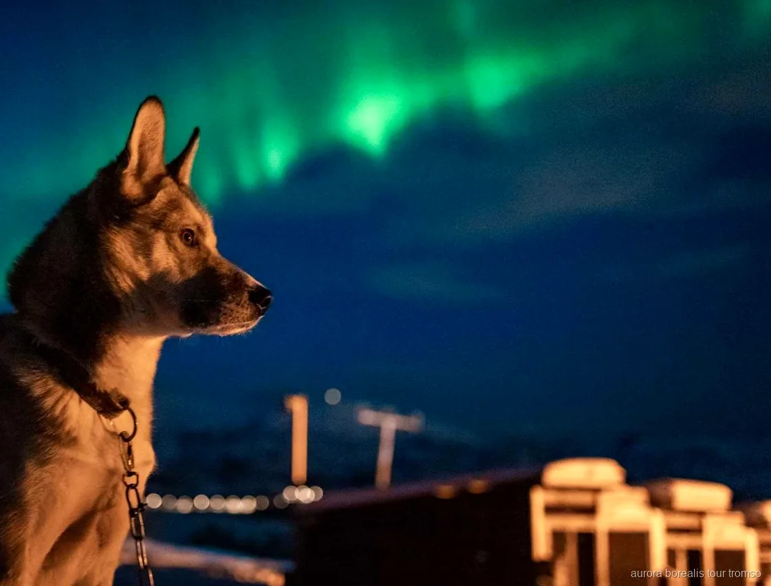 Visitantes acariciando huskies de Alaska en el campamento de auroras boreales de Tromsø