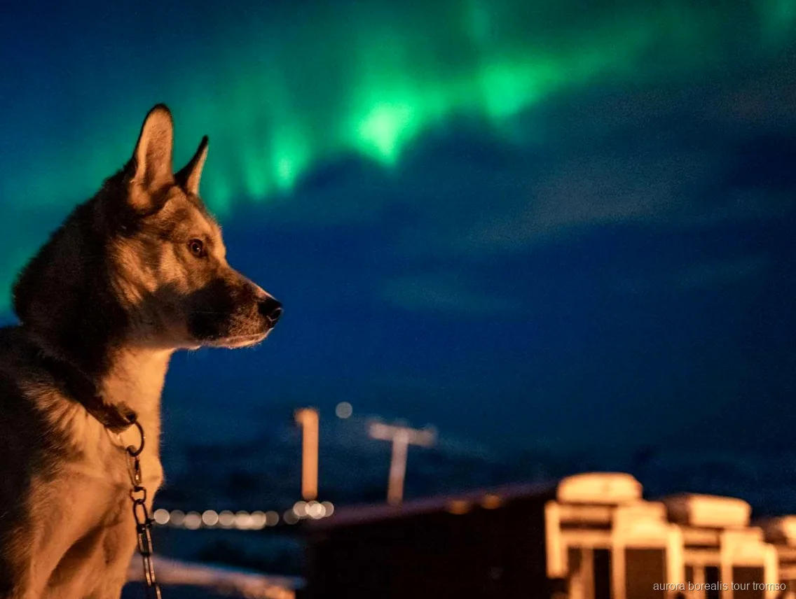 Tromso kuzey ışıkları husky kampında Alaska huskilerini kucaklayan misafirler