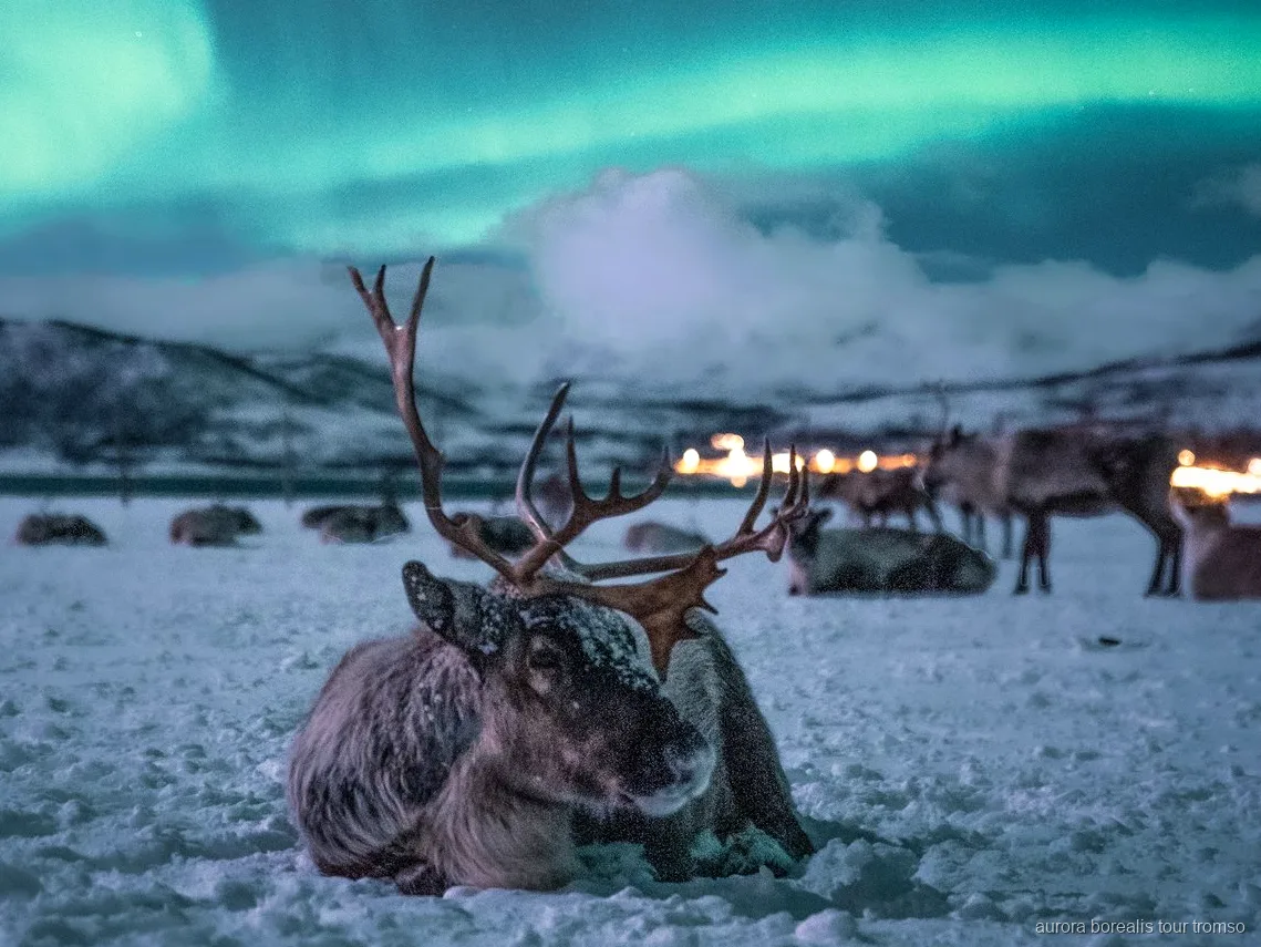 Przejażdżka saniami reniferowymi w pobliżu Tromso z szansą na zorzę polarną