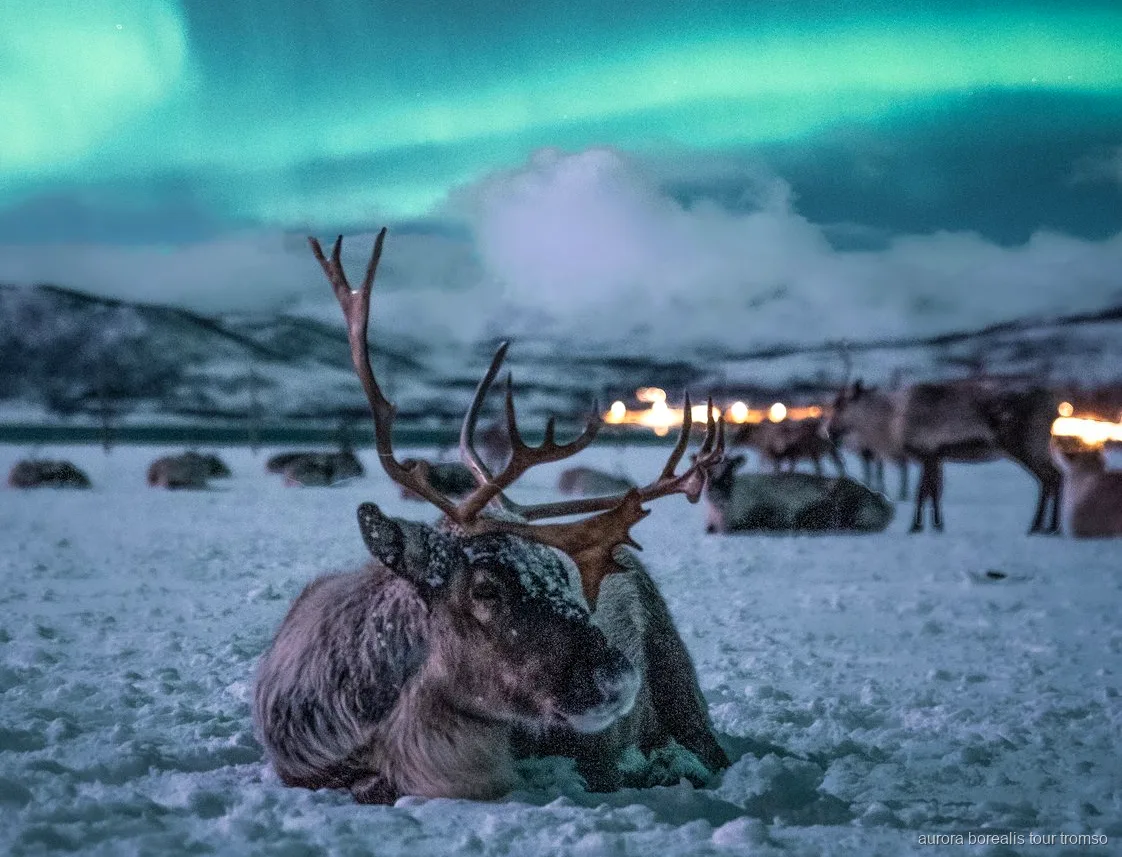 Passeio de trenó de renas perto de Tromso com hipótese de aurora boreal