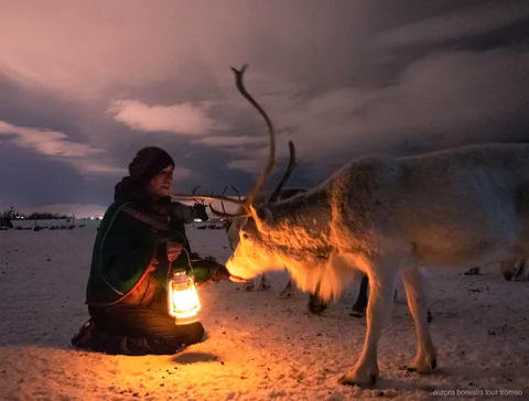 Convidados a alimentar um rebanho de renas num acampamento sami perto de Tromso