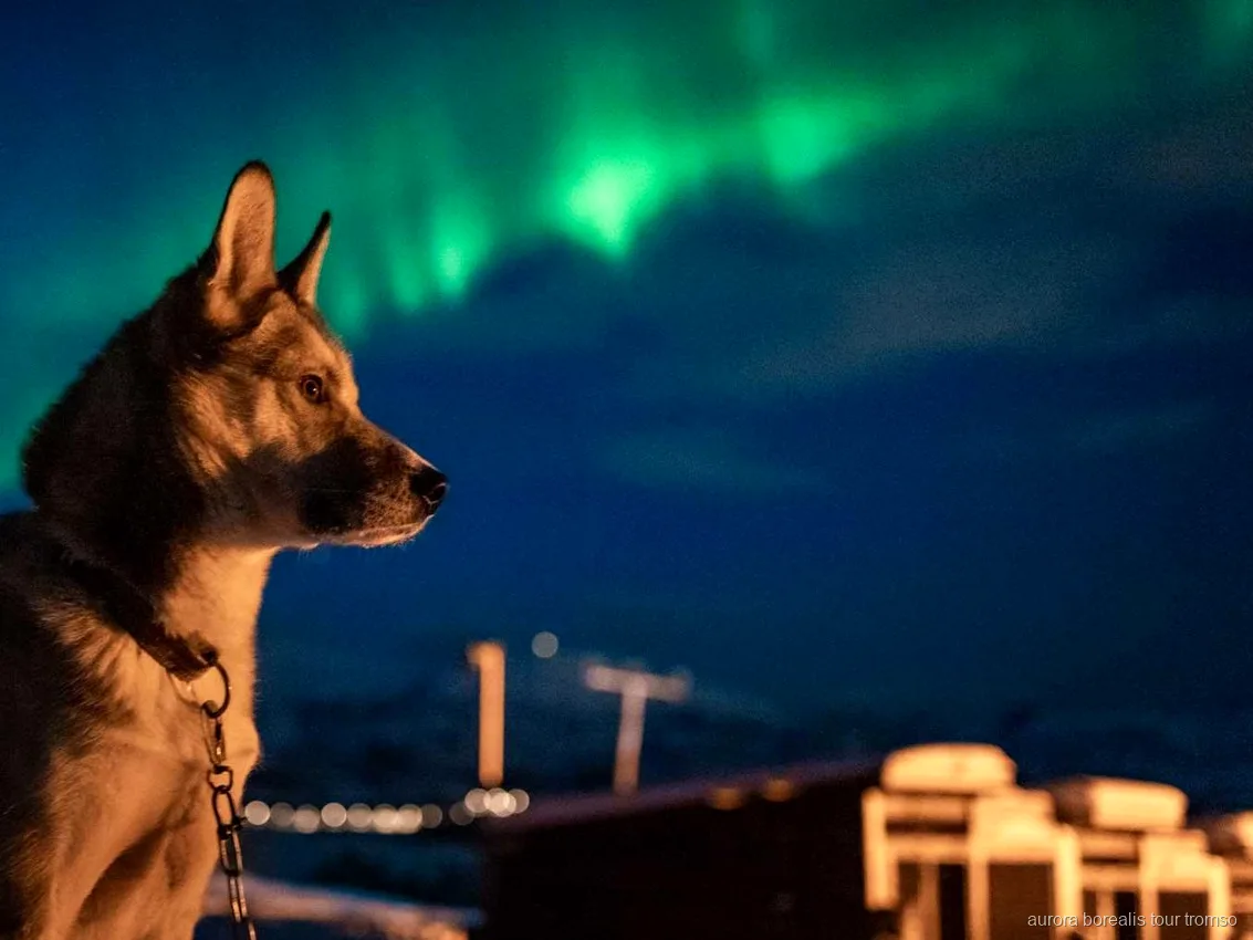 Guests cuddling Alaskan huskies at the Tromso Northern Lights husky camp