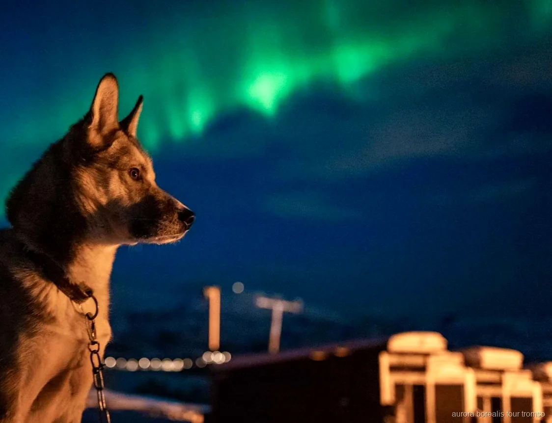 Goście przytulający alaskańskie psy husky w obozie na zorzę polarną w Tromso